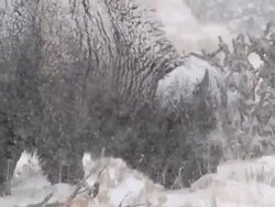 CU SLO MO Big Horn Sheep grazing in Snowy Desert in snowing / Cody, Wyoming, United States Stock Footage