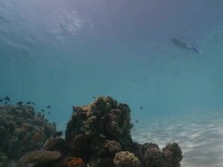 Small coral reef with fishes in clear waters, tourist swims on surface in background, Vaavu Atoll, The Maldives Stock Footage