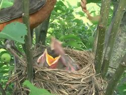 CU Shot of mother robin flies into her nest with large worm, and feeds part of it to each of three hungry chicks She removes waste excreted by chick afterwards / Chelsea, Michigan, United States Stock Footage