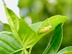 gold weevil Stock Footage
