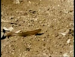 MS Burrowing Skink Lizard, snake like lizard moving on rough ground, Kenya Stock Footage