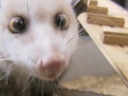Famous Cross Eyed Opossum To Star At Oscars Stock Footage