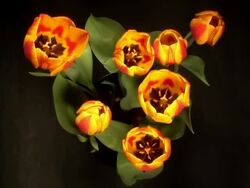 Tulips opening Stock Footage