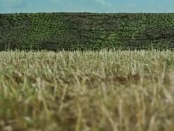 Ð¡amo scrim in the field Stock Footage