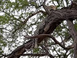 MS Shot of panthera pardus, Female standing in Tree / Moremi Reserve, Botswana, South Africa Stock Footage