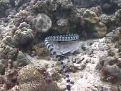 Sea snake (Laticauda sp.), Southern Visayas, Philippines Stock Footage