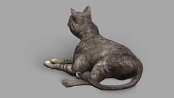 Cat with Alpha Channel (Loopable) Stock Footage