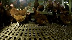 Hens pecking around in a hen house News Clip