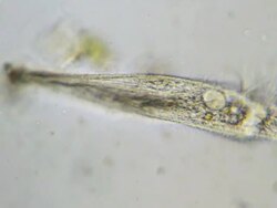 Microorganism Stylonychia Stock Footage