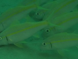 ECU Yellow fin goatfish foraging on sea floor using barbles / Matola, Maputo, Mozambique Stock Footage