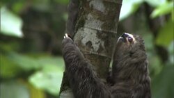 A three-toed sloth climbs the trunk of a tree. Stock Footage