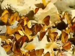 Big groupe butterfly Stock Footage