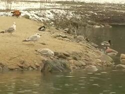 Water birds Stock Footage