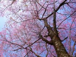 Pink Cherry Blossom Branches in Spring Season Stock Footage