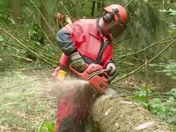 MS  Lumberjacks at work in forest / Zerf, Rhineland Palatinate, Germany Stock Footage
