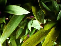 Snail in tropical forest on night time Stock Footage