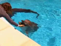 Dolphins in pool Stock Footage