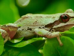 Pacific Tree frog Stock Footage