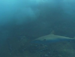 Silky Shark Roca Partida, Mexico  Stock Footage