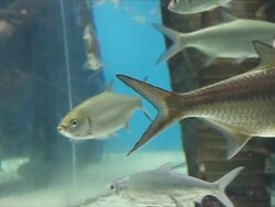 The tarpon fish in Aquarium. Stock Footage