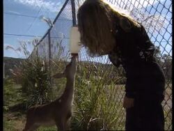 USA: PEER DEAR SUCCESSFULLY RETURNED TO CHINA News Clip