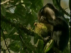 Liontail Macaque, Macaca silenus, eating Cullenia fruit, Western Ghats, India Stock Footage