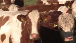 CLEAN : Surging methane emissions imperil climate goals: study News Clip