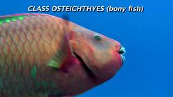 Biological Classification - The Eight Classes of the Subphylum Vertebrata Instructional Video