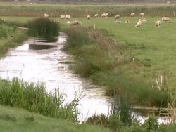 Sheeps grazing in grassfield Stock Footage