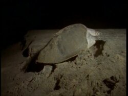 Olive Ridley turtle (Lepidochelys olivacea); adult climbs over wall of sand at night. India Stock Footage