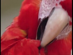 BCU Scarlet macaw preening, South America Stock Footage