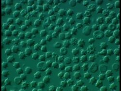 Exflagellation caused by Plasmodium berghei, the malarial parasite, in mouse blood cells, grey background Stock Footage