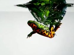 CU SLO MO Shot of red-bellied toad jumping into water and swimming out of frame / Studio, New Jersey, United States Stock Footage