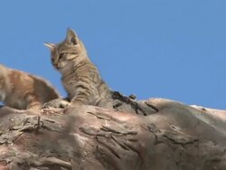 kittens Stock Footage