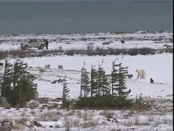 Polar bear (Ursus maritimus) and Husky dogs (canis lupus familiaris) with rangers Stock Footage