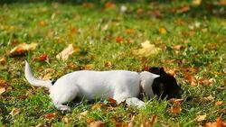 HD: DOG Jack Russell - Stock Video Stock Footage