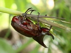 Rhinoceros Beetle Stock Footage