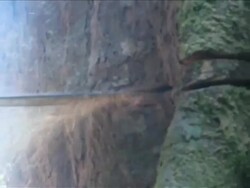 MS ZI Tree being cut down / Kota Marudu, Sabah, Malaysia   Stock Footage