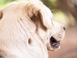 Yellow Labrador Retriever Stock Footage
