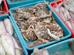 Variety of Fishes and Crab for Sale in Indian Market Stock Footage