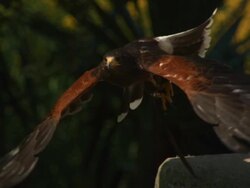 High speed Golden eagle (Aquila chrysaetos) taking off Stock Footage