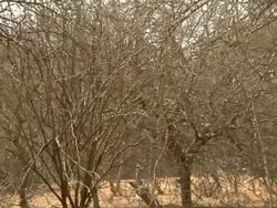 Giraffe walking through savanna Stock Footage