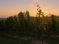 WS CS Vineyard In The Dawn Stock Footage
