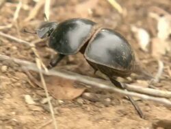 CU R/F TS Shot of flightless beetle crawling out from behind grass tuft over dried leaf litter / Port Elizabeth, Eastern Cape, South Africa Stock Footage