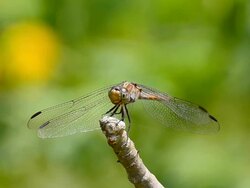 Dragonfly Stock Footage