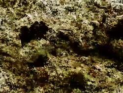 ORGANIC MATTER : close-up, dark (LOOP) Stock Footage