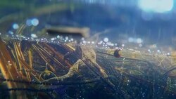 Frog Attack Stock Footage