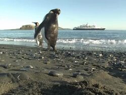 MS, King penguins (Aptenodytes patagonicus) walking along seashore, ship in bay in distance, South Georgia Island, Falkland Islands, British overseas territory Stock Footage