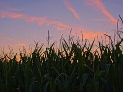 WS DS Field Of A Corn At Dusk Stock Footage