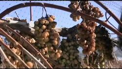 Wisconsin's ice wine harvest Instructional Video